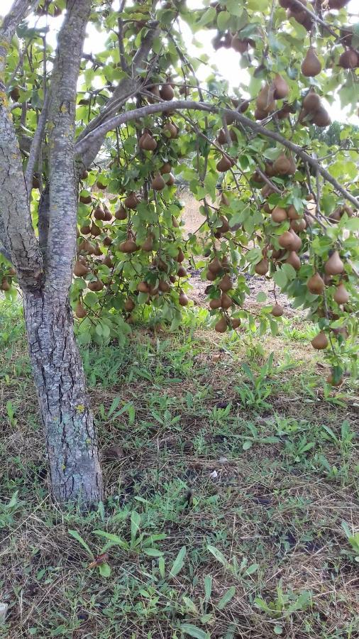 B&B Is Camminantis Nurallao Bagian luar foto